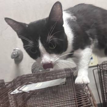 Fred Hobbs -  Domestic Short Hair Cat for Adoption in Yuma, Arizona - Fred Hobbs | PetCurious