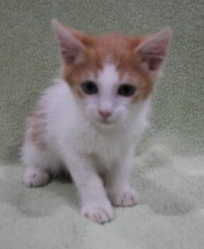Domestic Medium Hair Cats Available for Adoption in Vacaville, California - Harvey | PetCurious