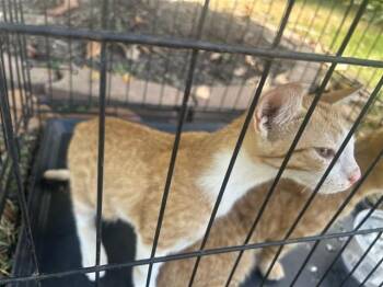 A660683 -  Domestic Short Hair Cat for Adoption in Houston, Texas - A660683 | PetCurious
