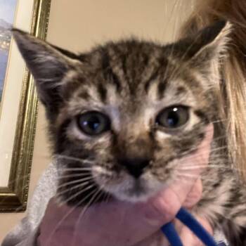 Rescue Domestic Short Hair Cats for Adoption in Beulaville, North Carolina - Navy Blu | PetCurious