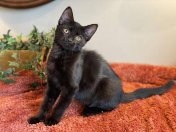 Salem -  Domestic Short Hair Cat for Adoption in Taylor, Michigan - Salem | PetCurious
