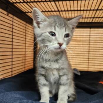 Rizzo -  Domestic Short Hair Cat for Adoption in Walker, Michigan - Rizzo | PetCurious