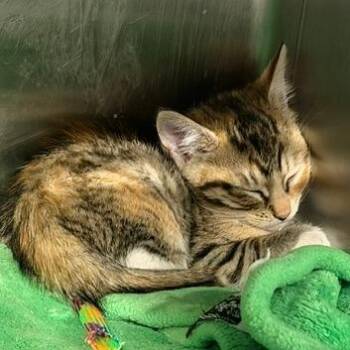 Brownie -  Domestic Short Hair Cat for Adoption in Cumming, Georgia - Brownie | PetCurious