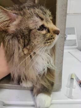Rescue Domestic Long Hair Cats for Adoption in Fruit Heights, Utah - Stormy | PetCurious