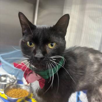 Domestic Short Hair Cats Available for Adoption - Mateo | PetCurious