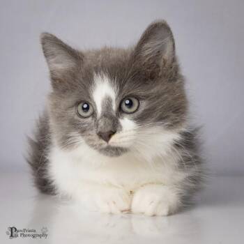 Snap -  Domestic Short Hair Cat for Adoption in Maryville, Tennessee - Snap | PetCurious