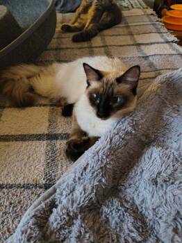 Siamese Cats Available for Adoption - Alfie | PetCurious