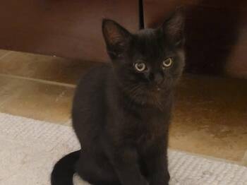Rescue Domestic Short Hair Cats for Adoption in Grand Haven, Michigan - Pepperoni | PetCurious