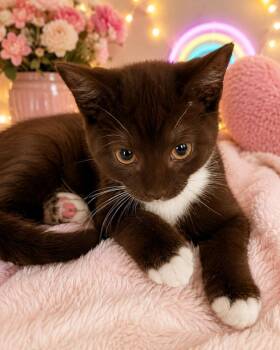 Cocoa -  Domestic Short Hair Cat for Adoption in Glendale, Arizona - Cocoa | PetCurious
