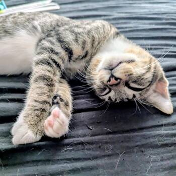 Rescue Tabby and Domestic Short Hair Cats for Adoption in Antioch, California - Hawkeye | PetCurious