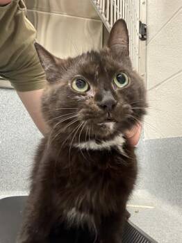 SOULAAN -  Domestic Short Hair Cat for Adoption in Indianapolis, Indiana - SOULAAN | PetCurious