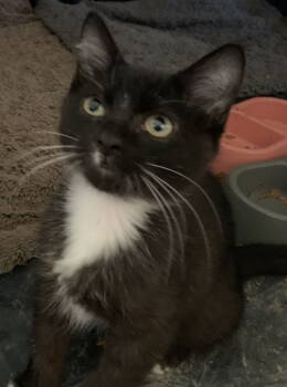 Rescue Domestic Medium Hair Cats for Adoption in Denver, Colorado - Floyd | PetCurious