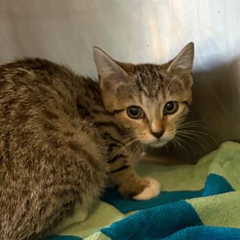 Chile de Arbol -  Domestic Short Hair Cat for Adoption in Nashville, Tennessee - Chile De Arbol | PetCurious
