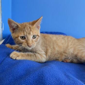 Poppy Seed -  Domestic Short Hair Cat for Adoption in Mankato, Minnesota - Poppy Seed | PetCurious