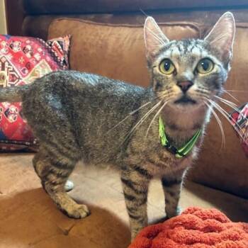 Roda Woodville -  Tabby and Domestic Short Hair Cat for Adoption in Friendswood, Texas - Roda Woodville | PetCurious