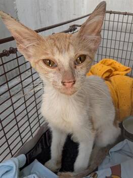 PEEWEE -  Domestic Short Hair Cat for Adoption in San Antonio, Texas - PEEWEE | PetCurious