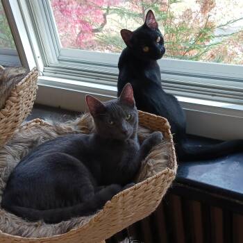 Rescue Domestic Short Hair Cats for Adoption in New York, New York - Boston & Vegas B. - The Dream Team | PetCurious