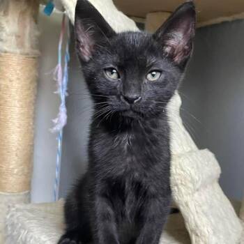 Rescue Domestic Short Hair Cats for Adoption in Grand Rapids, Michigan - Kentucky | PetCurious