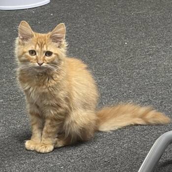 Nova -  Domestic Medium Hair Cat for Adoption - Nova | PetCurious
