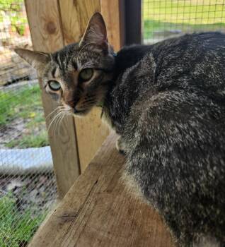 Domestic Short Hair Cats Available for Adoption - Chance | PetCurious