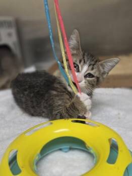 Push Pop -  Domestic Short Hair Cat for Adoption in Westland, Michigan - Push Pop | PetCurious