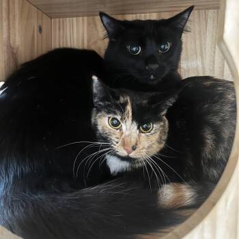 Jackie -  Domestic Medium Hair Cat for Adoption in Yucca Valley, California - Jackie | PetCurious