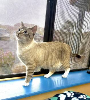 Domestic Short Hair and Siamese Cats Available for Adoption - Lupito | PetCurious