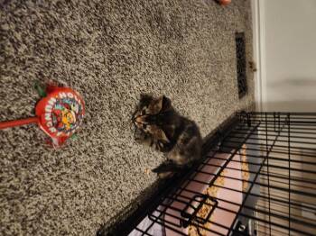 Tumble -  Domestic Short Hair Cat for Adoption in Fruit Heights, Utah - Tumble | PetCurious