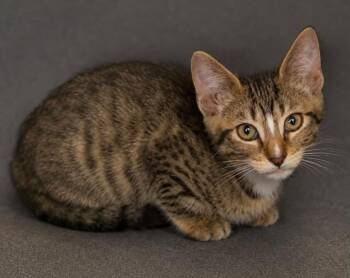 Orbit -  Domestic Short Hair Cat for Adoption in Columbia, Tennessee - Orbit | PetCurious