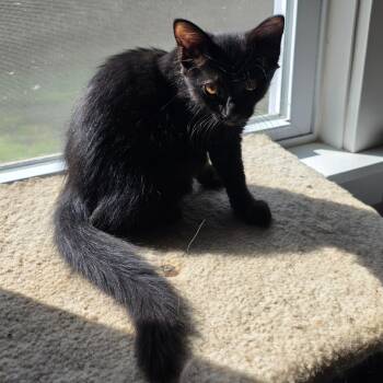 Thunder Storm -  Domestic Medium Hair Cat for Adoption in Richmond, Virginia - Thunder Storm | PetCurious