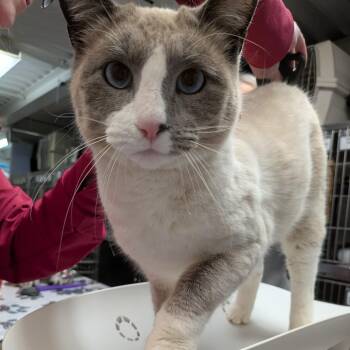 Domestic Short Hair Cats Available for Adoption - Jersey | PetCurious