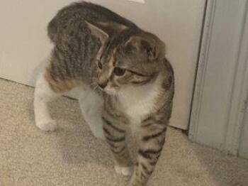 KITTEN GABBY GIRL -  Tabby Cat for Adoption in Franklin, Tennessee - KITTEN GABBY GIRL | PetCurious