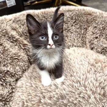 Domestic Medium Hair Cats Available for Adoption in Delaware, Ohio - Crock Pot | PetCurious