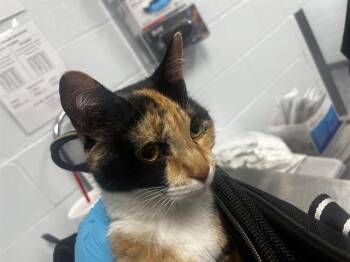 Domestic Short Hair Cats Available for Adoption in Charlotte, North Carolina - KHALI | PetCurious