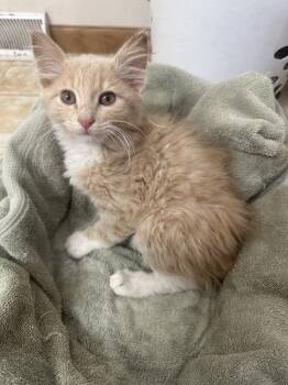Rescue Manx and Domestic Long Hair Cats for Adoption in Albany, Wisconsin - Mufasa | PetCurious