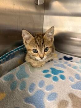 Domestic Short Hair Cats Available for Adoption in New Kensington, Pennsylvania - Pixie | PetCurious