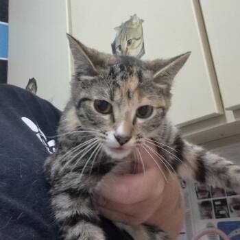 Domestic Short Hair Cats Available for Adoption in Ardmore, Oklahoma - Mink | PetCurious