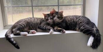 Fluff -  Tabby and Tuxedo Cat for Adoption in Magnolia Springs, Alabama - Fluff | PetCurious