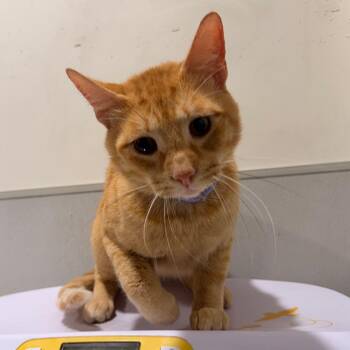 Tigger -  Domestic Short Hair Cat for Adoption in Tampa, Florida - Tigger | PetCurious