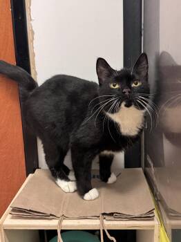 Harriette -  Domestic Short Hair Cat for Adoption in Herndon, Virginia - Harriette | PetCurious