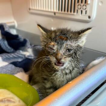 Domestic Medium Hair Cats Available for Adoption in Pauls Valley, Oklahoma - EasterEgg | PetCurious