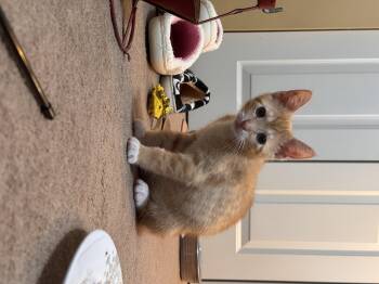 Juan -  Domestic Short Hair Cat for Adoption in Bethel Park, Pennsylvania - Juan | PetCurious