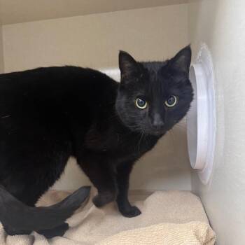 Will Feral -  Domestic Short Hair Cat for Adoption in Mentor, Ohio - Will Feral | PetCurious