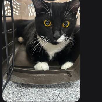 Belle -  Domestic Short Hair Cat for Adoption in Lake Havasu City, Arizona - Belle | PetCurious
