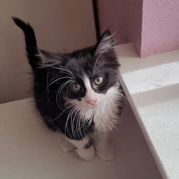 Rescue Ragamuffin and Tuxedo Cats for Adoption in Escalon, California - CHA-CHA | PetCurious