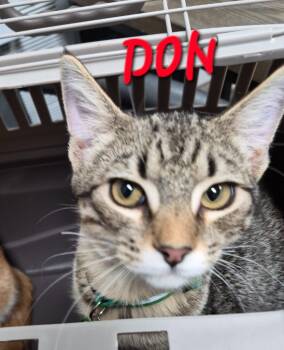 Rescue Domestic Short Hair Cats for Adoption in Rome, Georgia - Don | PetCurious