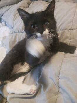 Puffin (new) -  Domestic Medium Hair Cat for Adoption in Zephyrhills, Florida - Puffin (new) | PetCurious