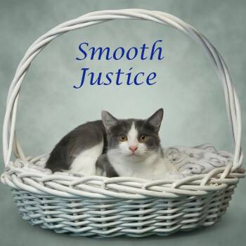 Smooth Justice C26-288 -  Domestic Short Hair Cat for Adoption in Lebanon, Tennessee - Smooth Justice C26-288 | PetCurious