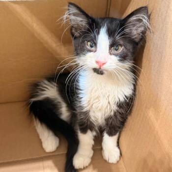Skunk -  Domestic Medium Hair Cat for Adoption in Lynchburg, Virginia - Skunk | PetCurious