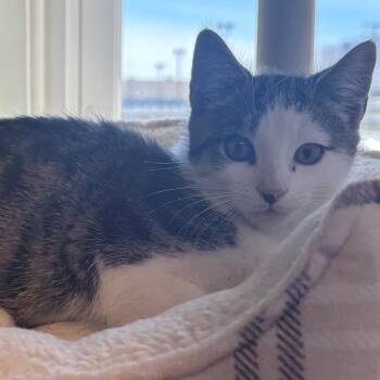 Knickerbocker -  Domestic Short Hair Cat for Adoption in East Hanover, New Jersey - Knickerbocker | PetCurious